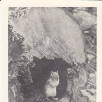 Good Morning Chipmunk